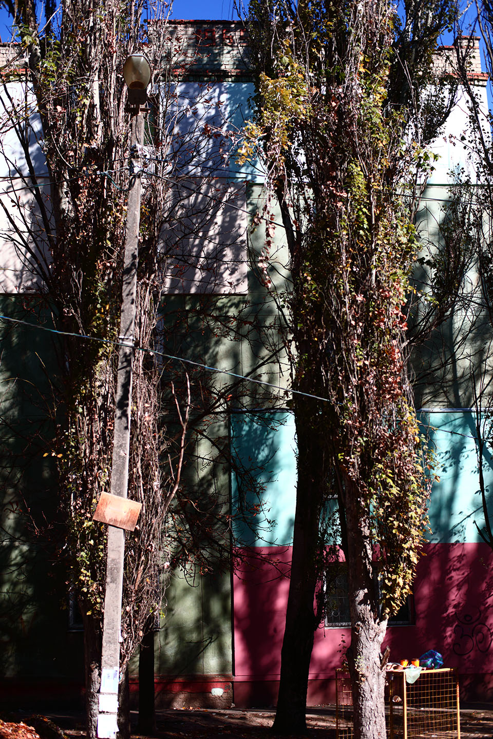 Trees under the contrast light