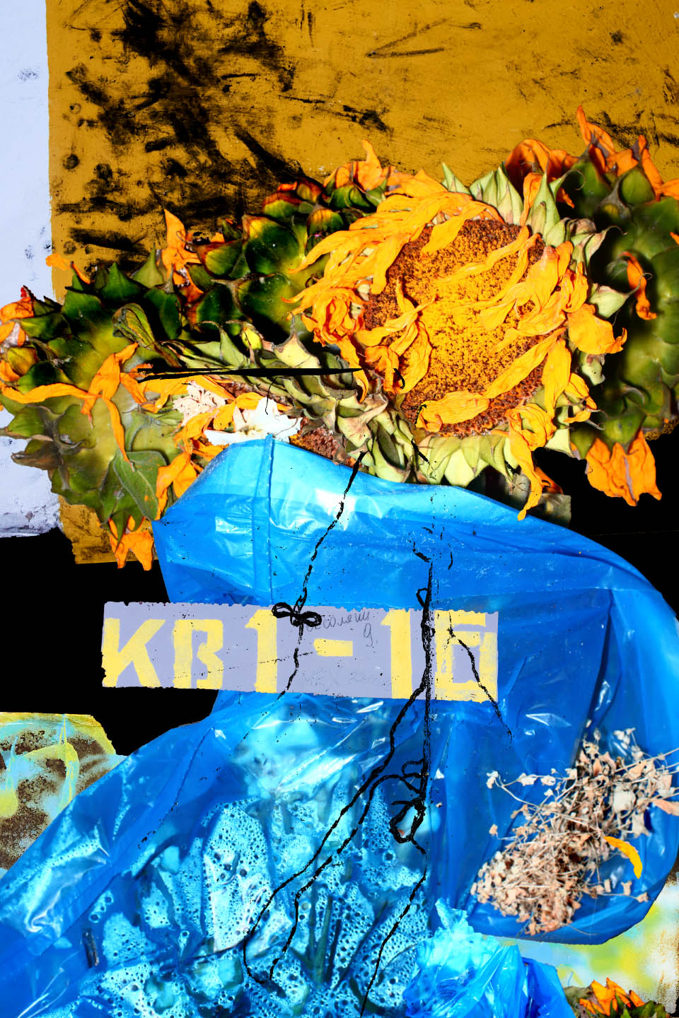 Collage of rotten suflowers over blue plastic bag